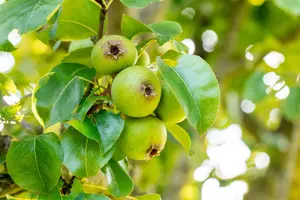 Pyrus communis 'Beech Hill'