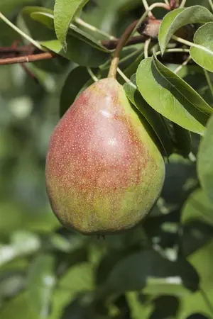 Pyrus 'Pear mix' - STDS 6-8 CM CONT - image 1