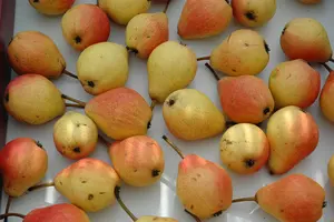 Pyrus 'Pear mix' - STDS 6-8 CM CONT - image 4