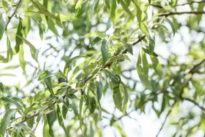 PYRUS PENDULA