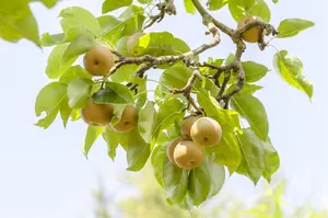 Pyrus pyraster