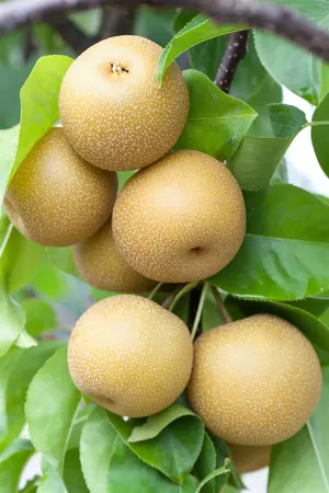 Pyrus pyrifolia 'Hosui' - 100 CM C5 - image 1