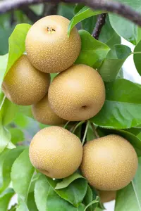 Pyrus pyrifolia 'Hosui'