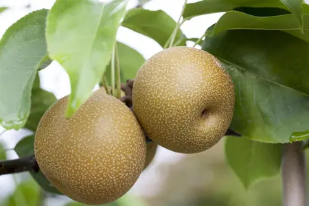 Pyrus pyrifolia 'Hosui' - 100 CM C5 - image 3