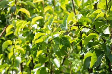 Pyrus pyrifolia 'Hosui' - 100 CM C5 - image 4