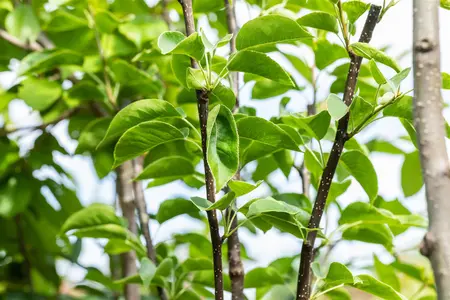 Pyrus pyrifolia 'Hosui' - 100 CM C5 - image 5