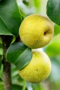 Pyrus pyrifolia 'Shinko' - 60-80 CM C3 - image 2