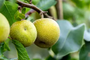 Pyrus pyrifolia 'Shinko'