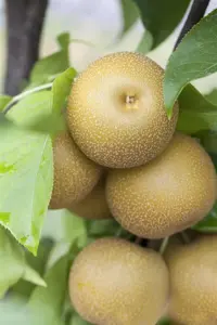 Pyrus pyrifolia 'Tama'