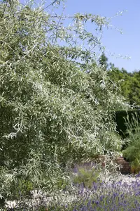 Pyrus salicifolia