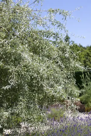 Pyrus salicifolia - STD 10-12 CM CONT - image 1