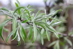 Pyrus salicifolia - STDS 10-12 CM RB - image 4
