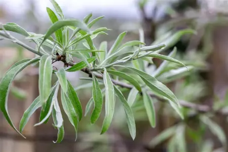 Pyrus salicifolia - STDS 12-14 CM RB - image 4