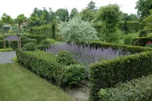 Pyrus salicifolia - MULTISTEM 175-200 CM RB - image 2