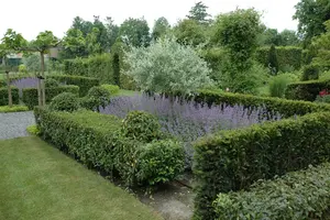 Pyrus salicifolia - STD 8-10 CM CONT     - image 2