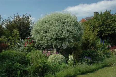 Pyrus salicifolia - STEM 180 CM, GIRTH 6-8 CM C15 - image 3