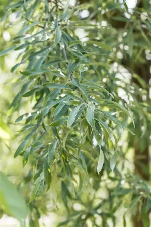 Pyrus salicifolia 'Pendula' - 1/2 STEM C90 - image 2