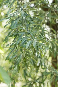 Pyrus salicifolia 'Pendula' - 120 CM STEM C7.5 - image 2
