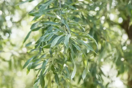 Pyrus salicifolia 'Pendula' - 1/2 STEM C90 - image 5