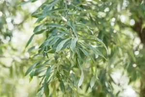 Pyrus salicifolia 'Pendula' - 1/2 STEM C90 - image 5