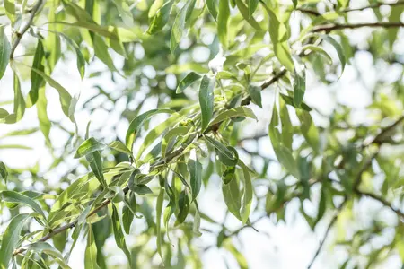 Pyrus salicifolia 'Pendula' - 180 CM STEM C10 - image 1