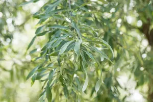 Pyrus salicifolia 'Pendula' - 150 CM STEM C20 - image 5