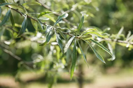 Pyrus salicifolia 'Pendula' - 120 CM STEM C7.5 - image 3