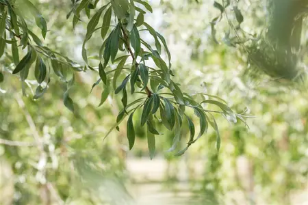 Pyrus salicifolia 'Pendula' - 120 CM STEM C7.5 - image 4