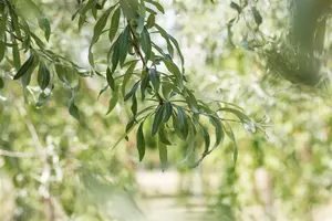 Pyrus salicifolia 'Pendula' - 120 CM STEM C7.5 - image 4