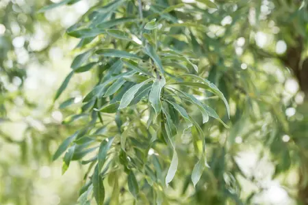 Pyrus salicifolia 'Pendula' - TRAINED 180 CM STEM, GIRTH 8-10 CM CONT - image 5
