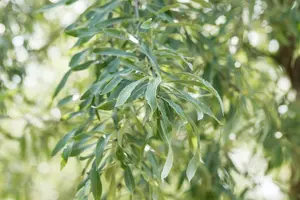 Pyrus salicifolia 'Pendula' - TRAINED 180 CM STEM, GIRTH 8-10 CM CONT - image 5