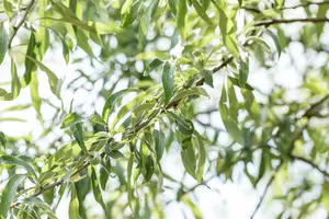 Pyrus salicifolia 'Pendula'