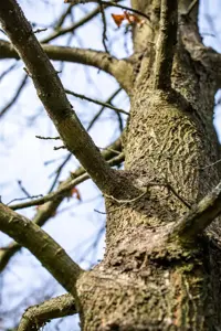Quercus cerris - STDS 10-12 CM RB - image 3