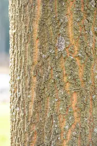 Quercus cerris - STD 10-12 CM CONT    - image 1