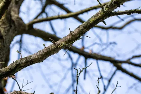 Quercus cerris - STD 10-12 CM CONT - image 2