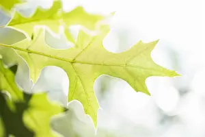 Quercus coccinea - STD 35-40 CM RB - image 2