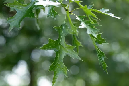 Quercus coccinea - 15-20 CM C2 - image 1