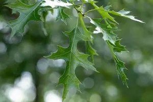 Quercus coccinea - STDS 12-14 CM CONT - image 2
