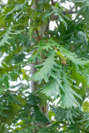 Quercus frainetto - MULTISTEM 175-200 CM C40 - image 2