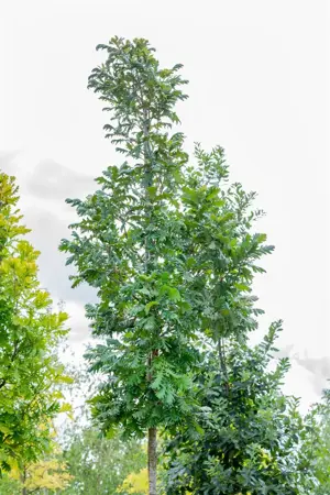 Quercus frainetto - MULTISTEM 175-200 CM C40 - image 5