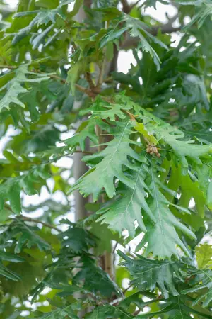 Quercus frainetto - STDS 6-8 CM CONT - image 2