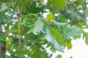 Quercus frainetto