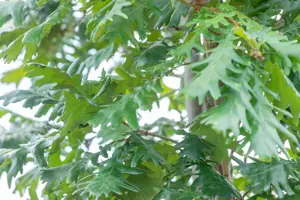Quercus frainetto - MULTISTEM 175-200 CM C40 - image 3
