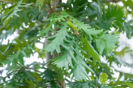 Quercus frainetto - MULTISTEM 175-200 CM C40 - image 4