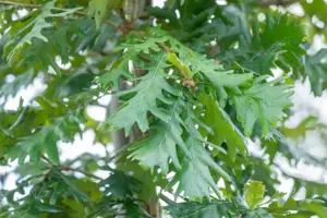 Quercus frainetto - MULTISTEM 175-200 CM C40 - image 4
