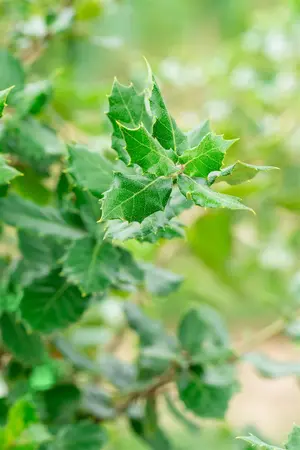 Quercus ilex - 80-100 CM C15 - image 4