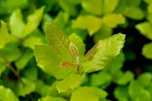Quercus ilex