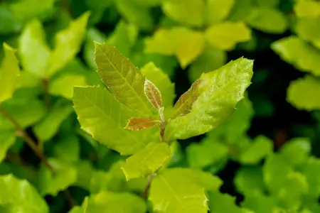 Quercus ilex - 30-40 CM C3 - image 2