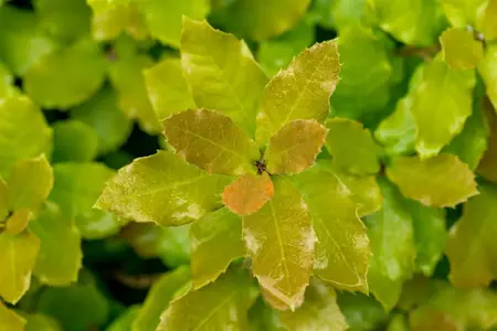 Quercus ilex - 30-40 CM C3 - image 3