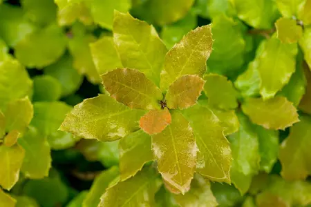 Quercus ilex - HO 4-6 CM C15 - image 3